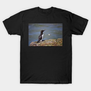 Razorbill T-Shirt